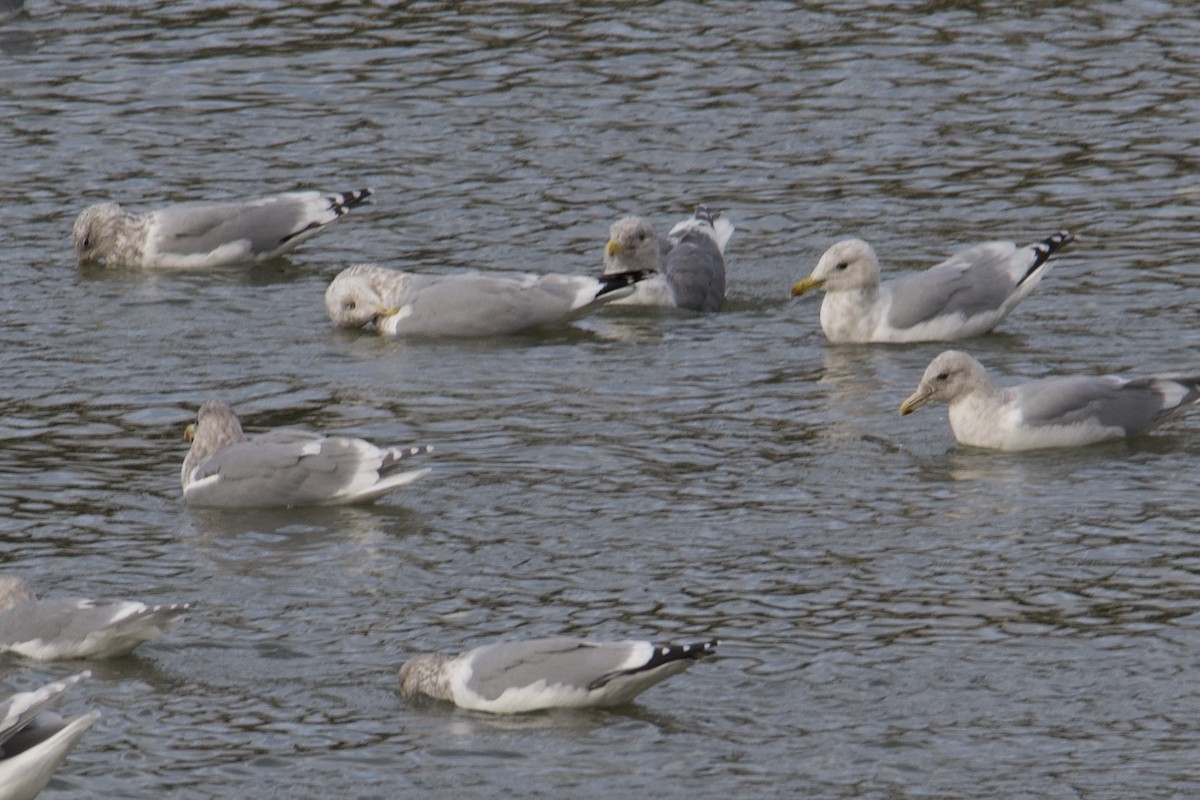 California Gull - ML610675467