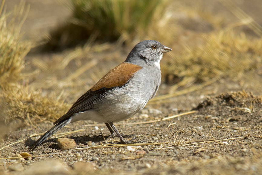 Red-backed Sierra Finch - ML610675469