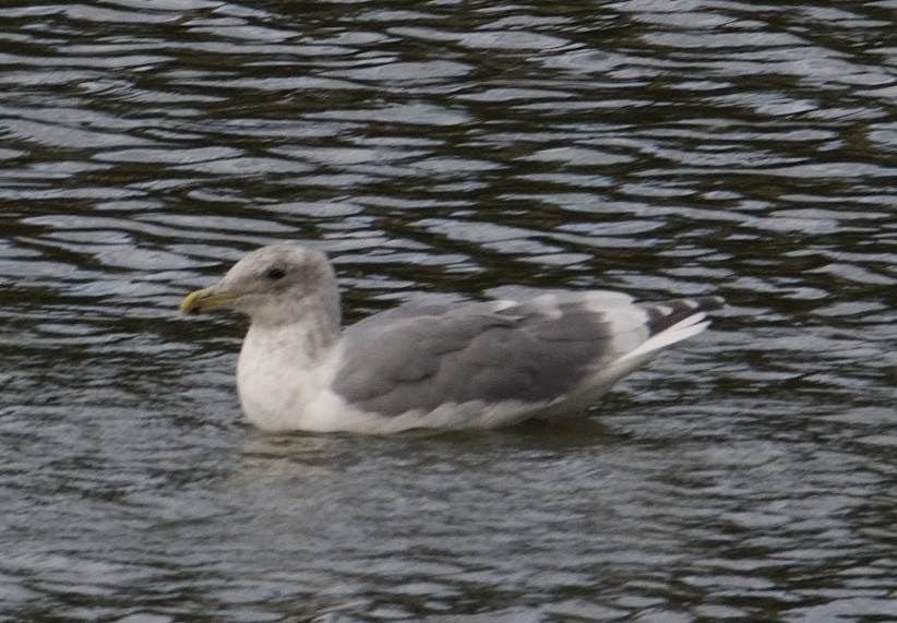 Western x Glaucous-winged Gull (hybrid) - ML610675496