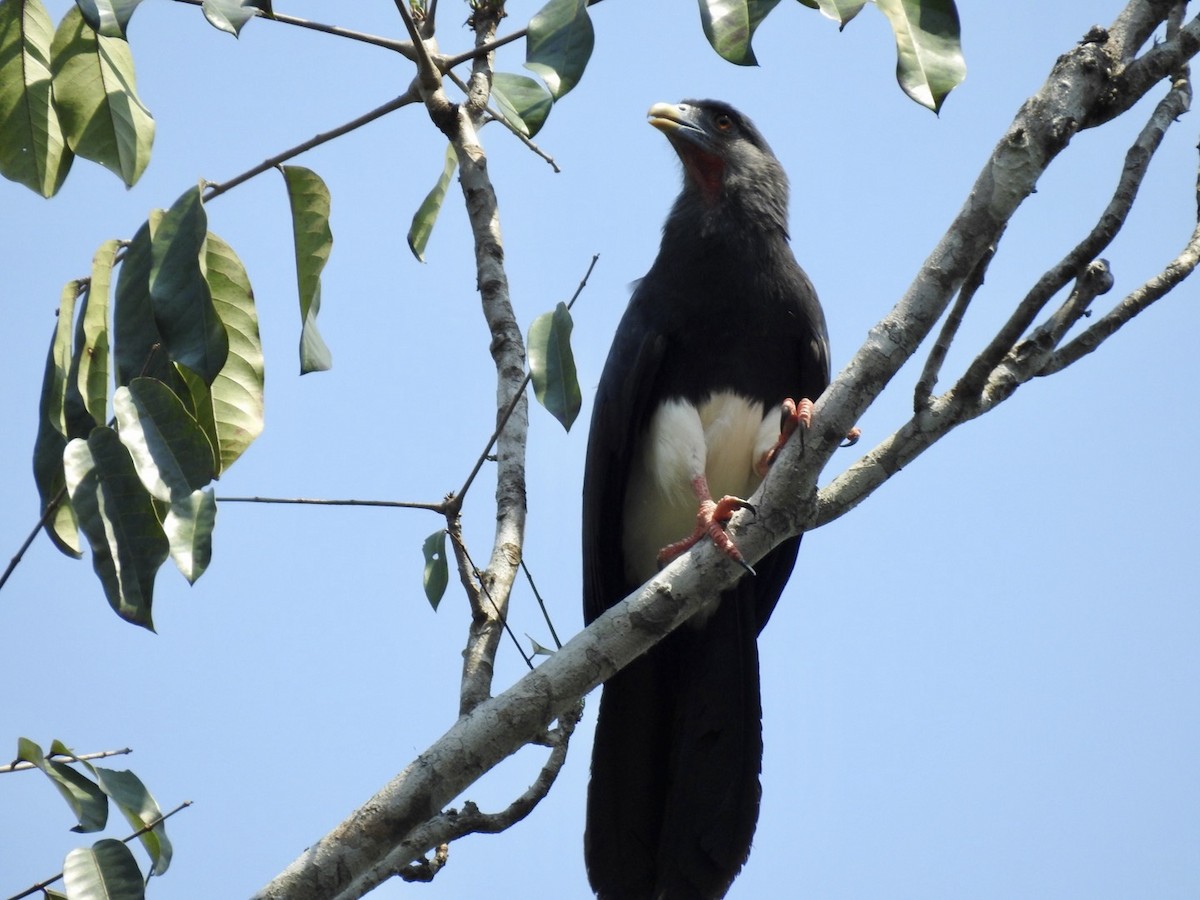 Red-throated Caracara - Nick Odio