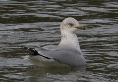 Ring-billed Gull - ML610675519