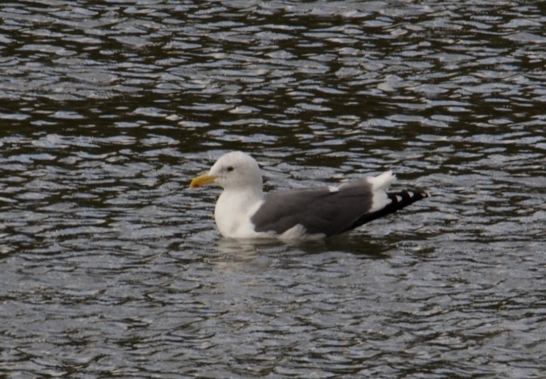 Western Gull - ML610675522