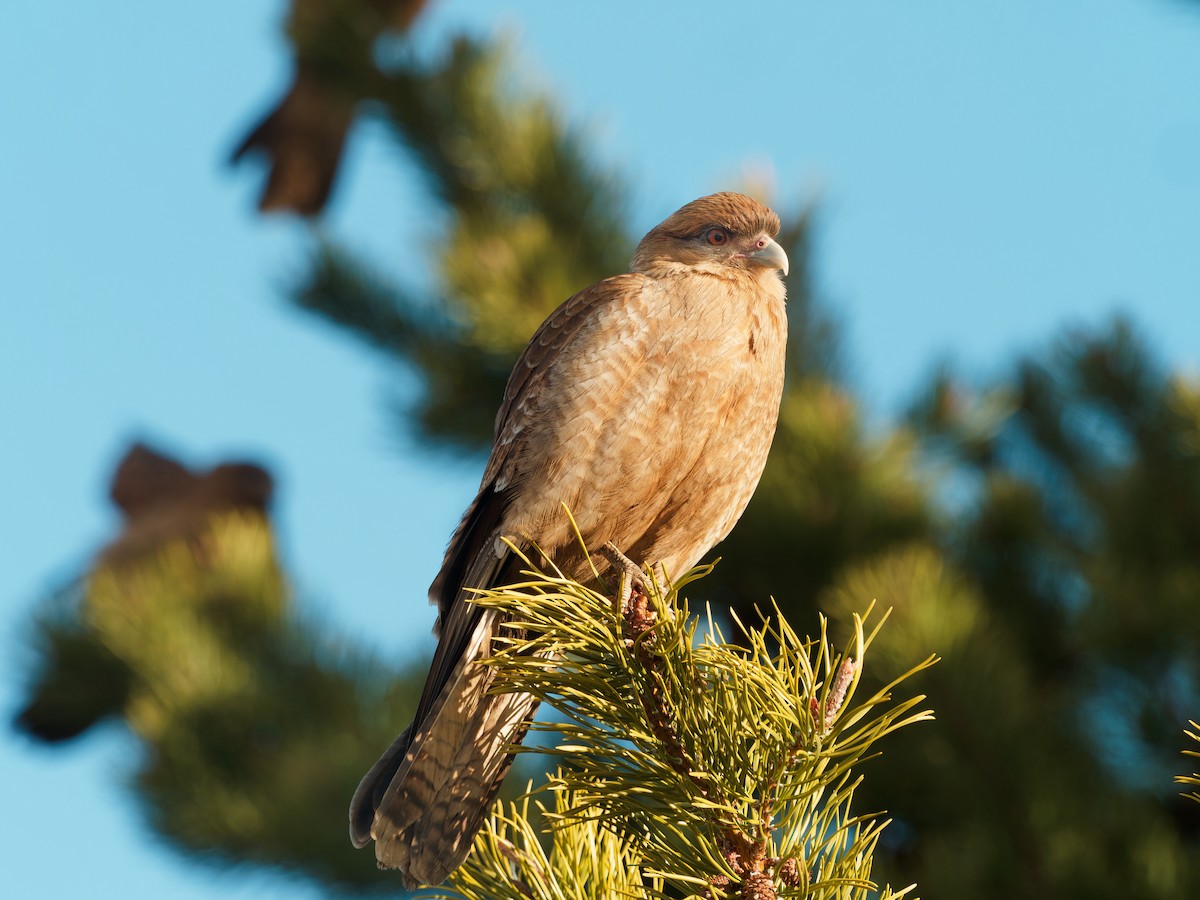 Chimango Caracara - ML610675526