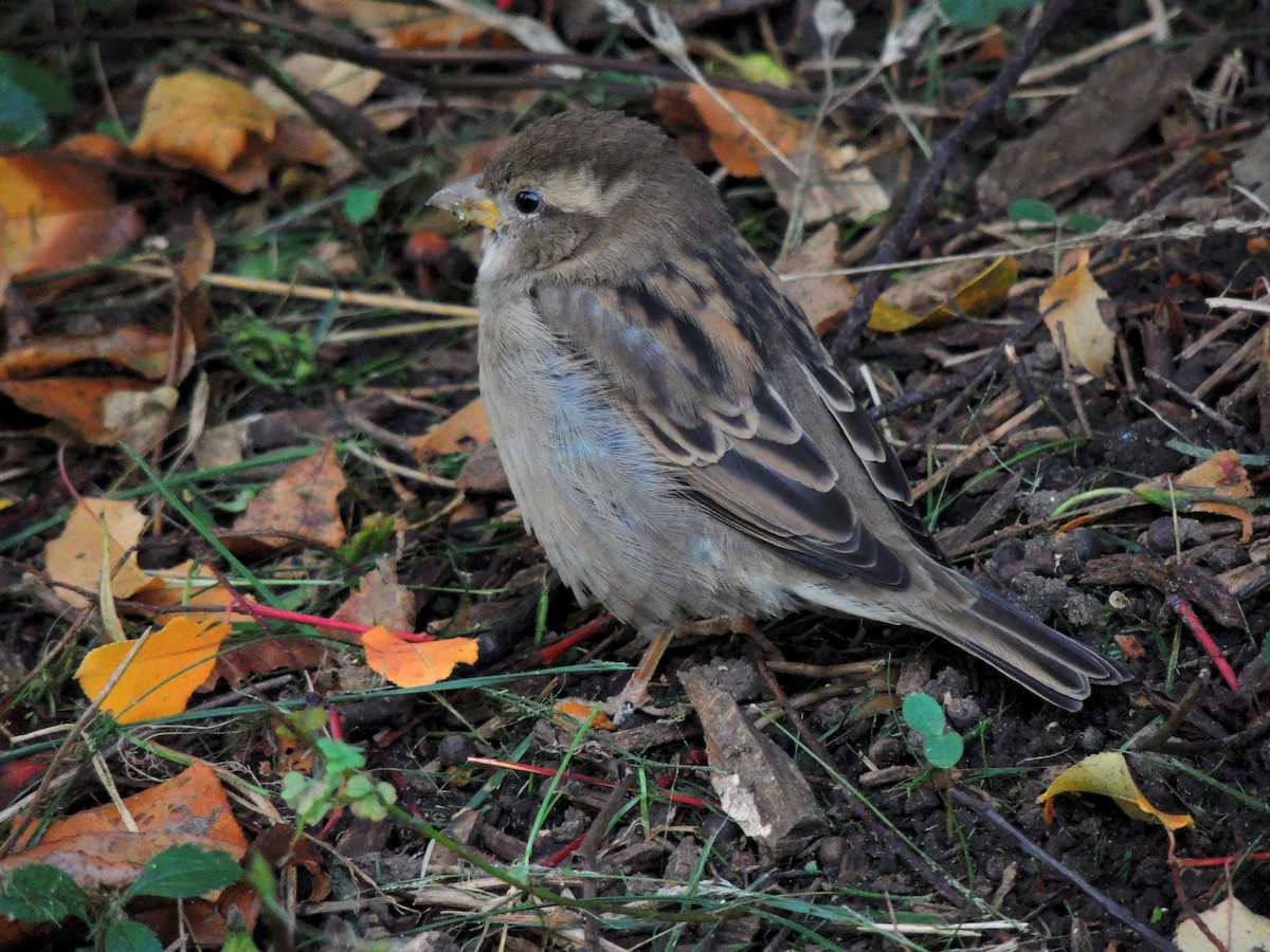 House Sparrow - ML610675527