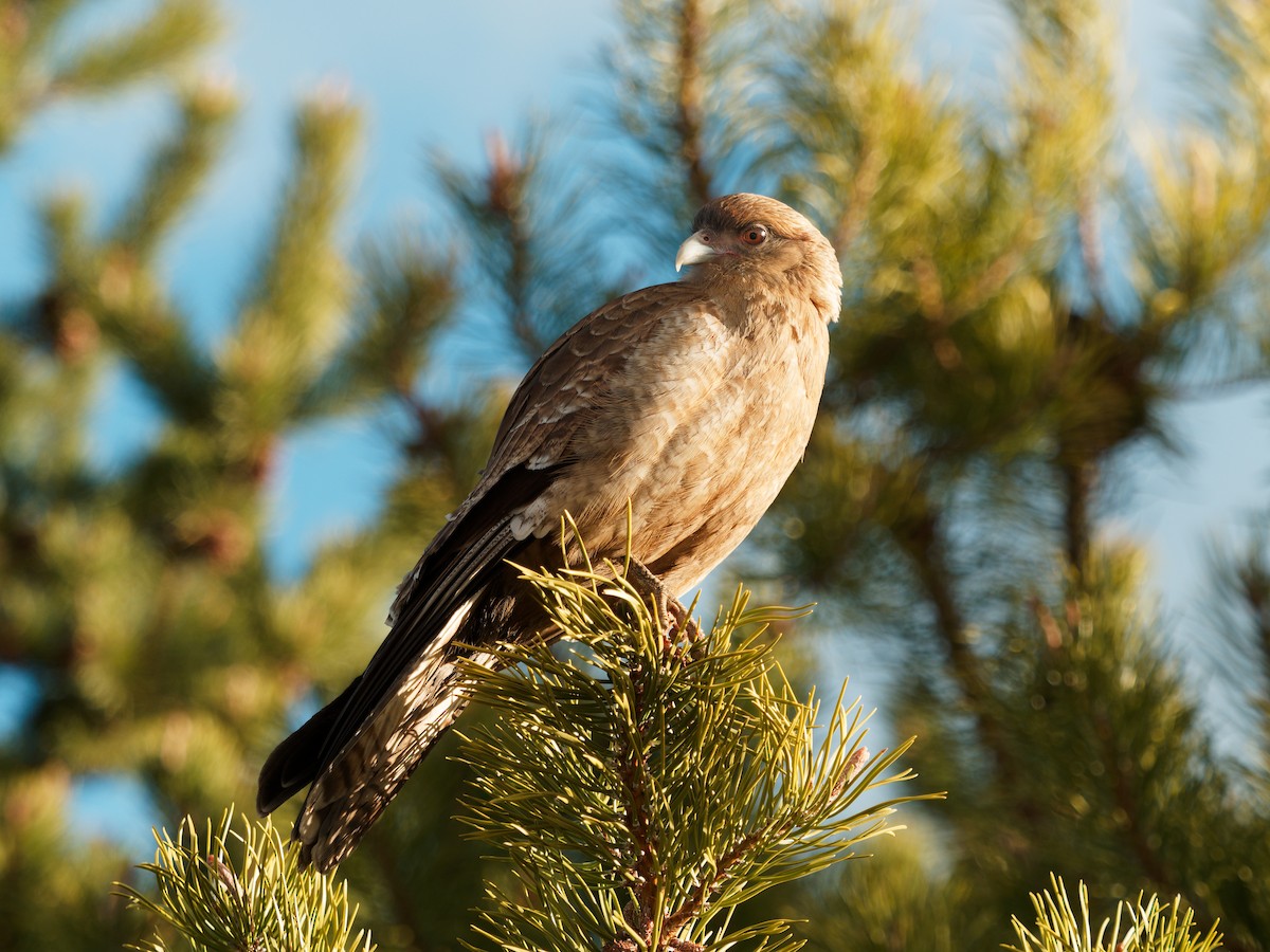 Chimango Caracara - ML610675529