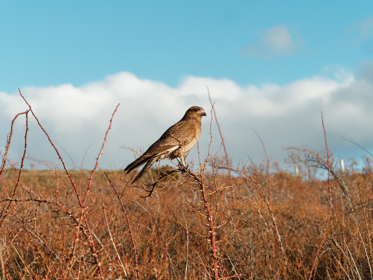 Chimango Caracara - ML610675534
