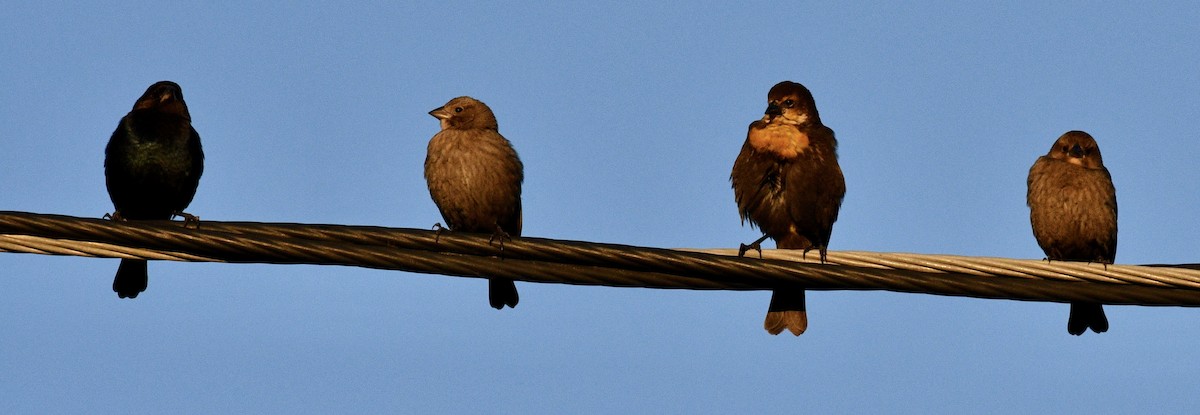 Brown-headed Cowbird - ML610675552