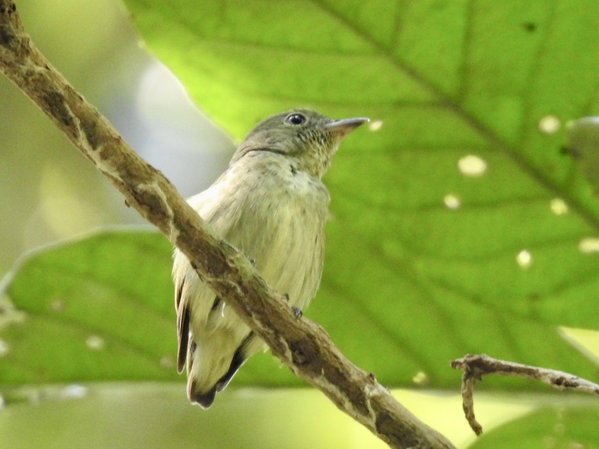 Tiny Tyrant-Manakin - ML610675565