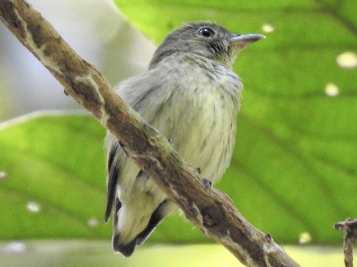 Tiny Tyrant-Manakin - ML610675569