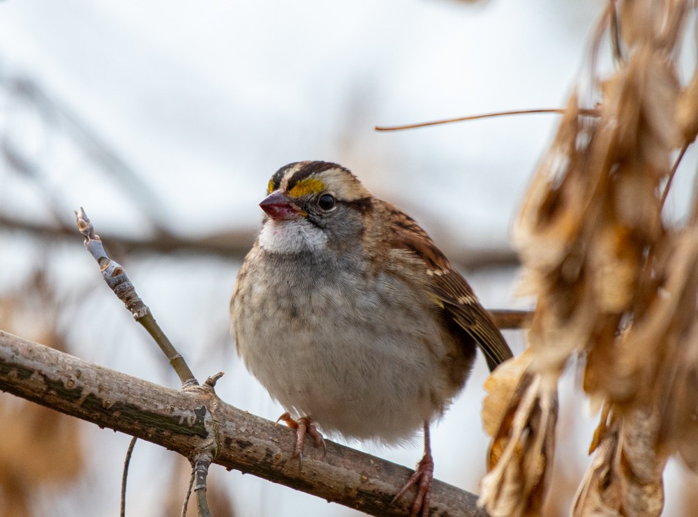 White-throated Sparrow - ML610675595