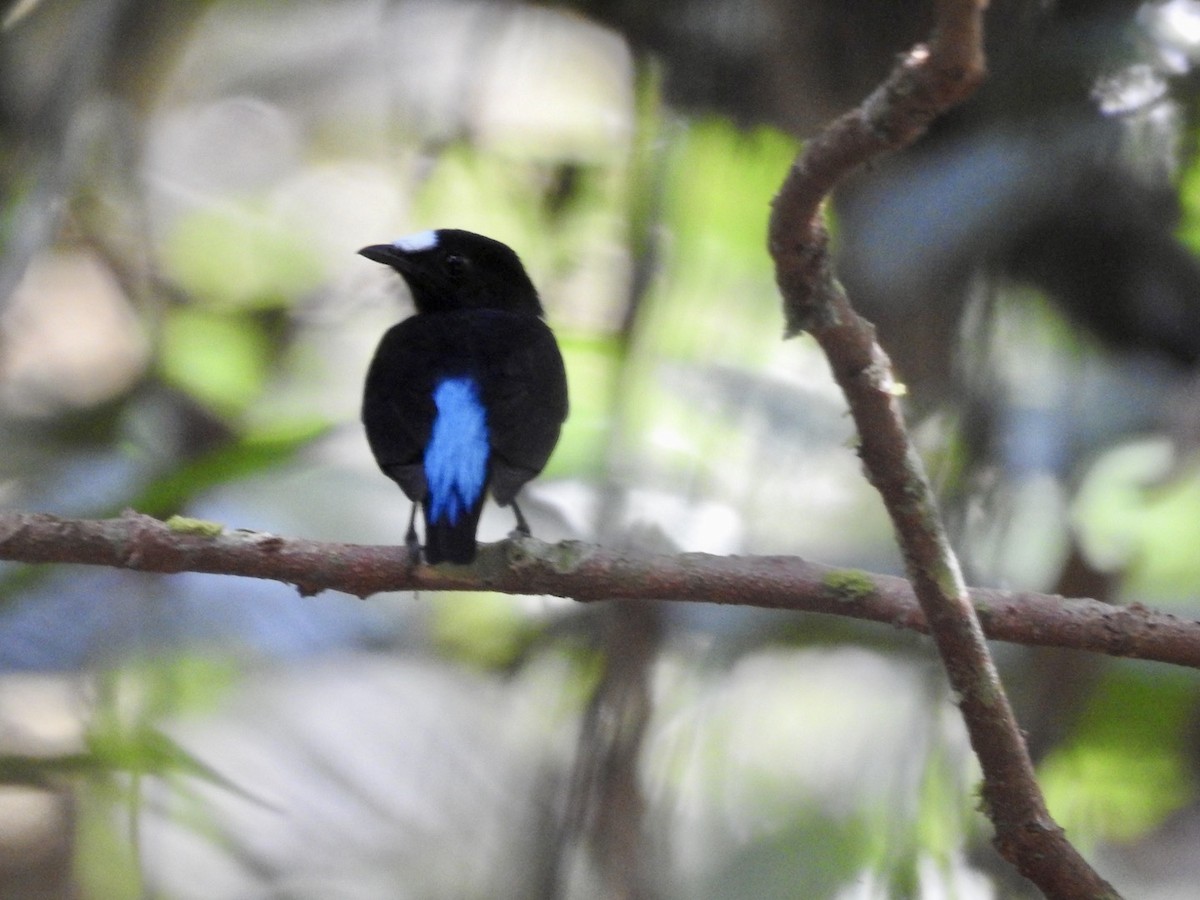 White-fronted Manakin - Nick Odio