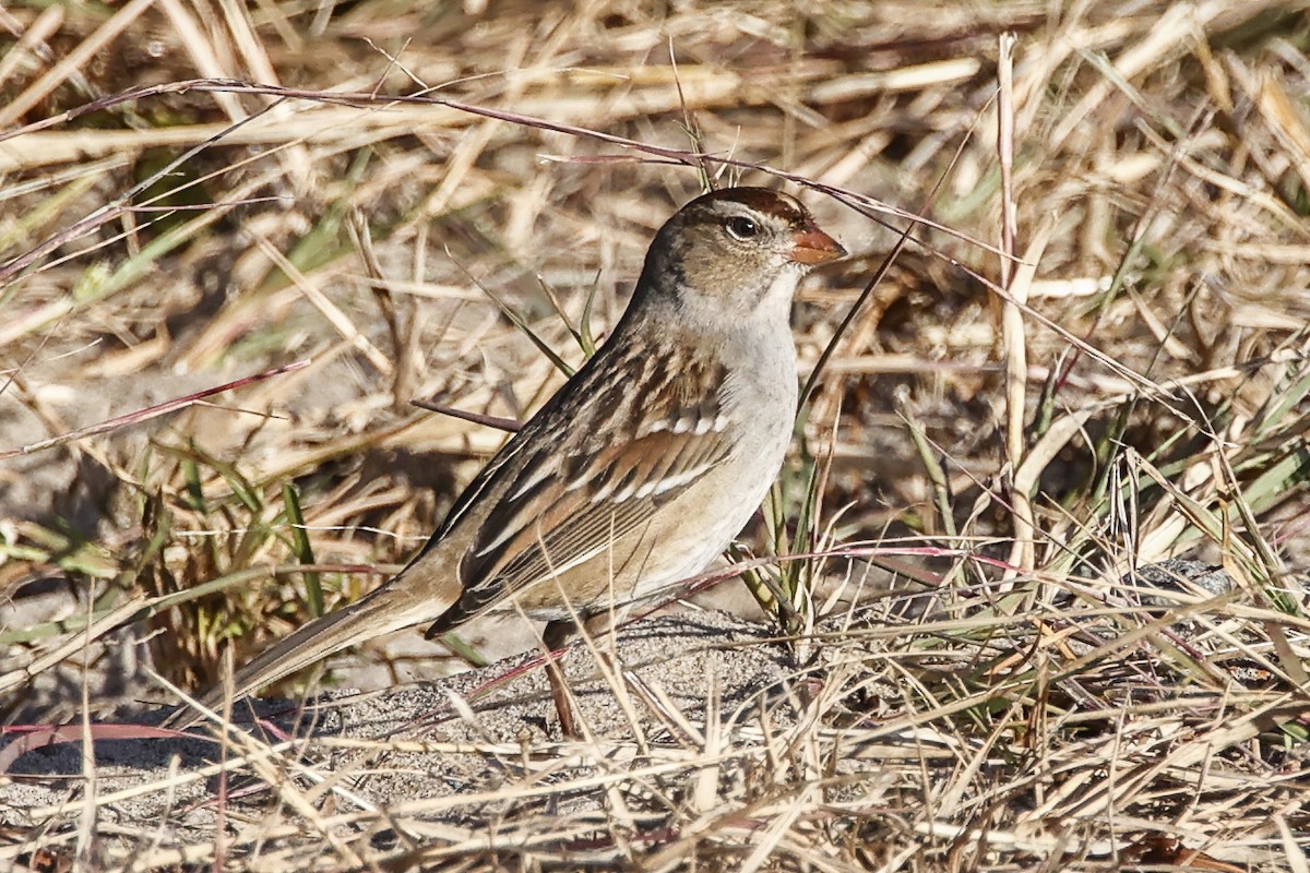 White-crowned Sparrow - ML610675612