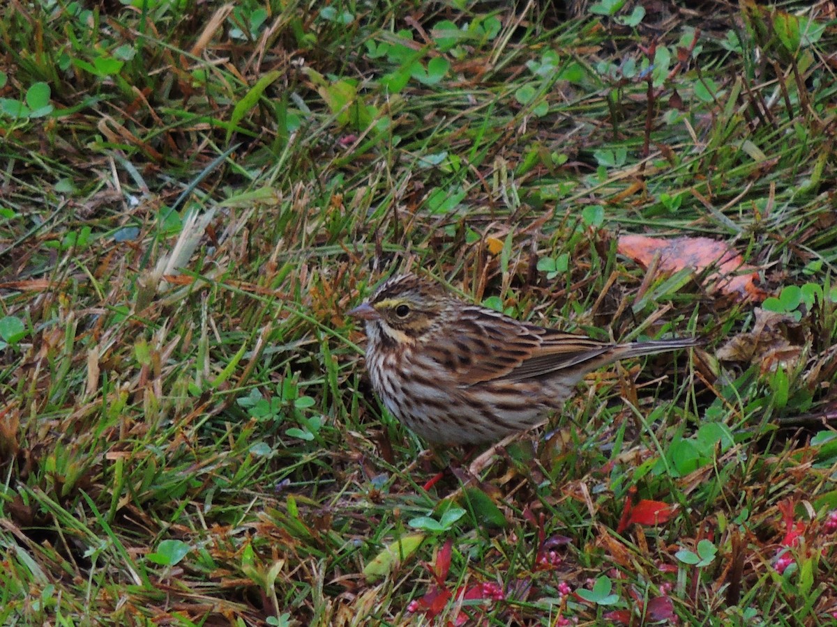 Savannah Sparrow - ML610675620