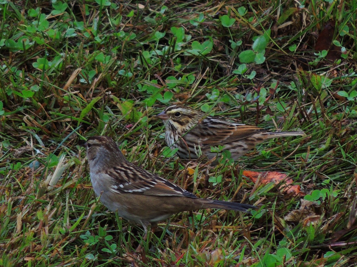 White-crowned Sparrow - ML610675627