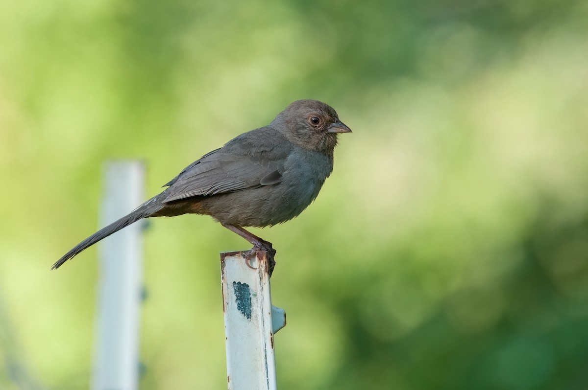 California Towhee - ML610675655