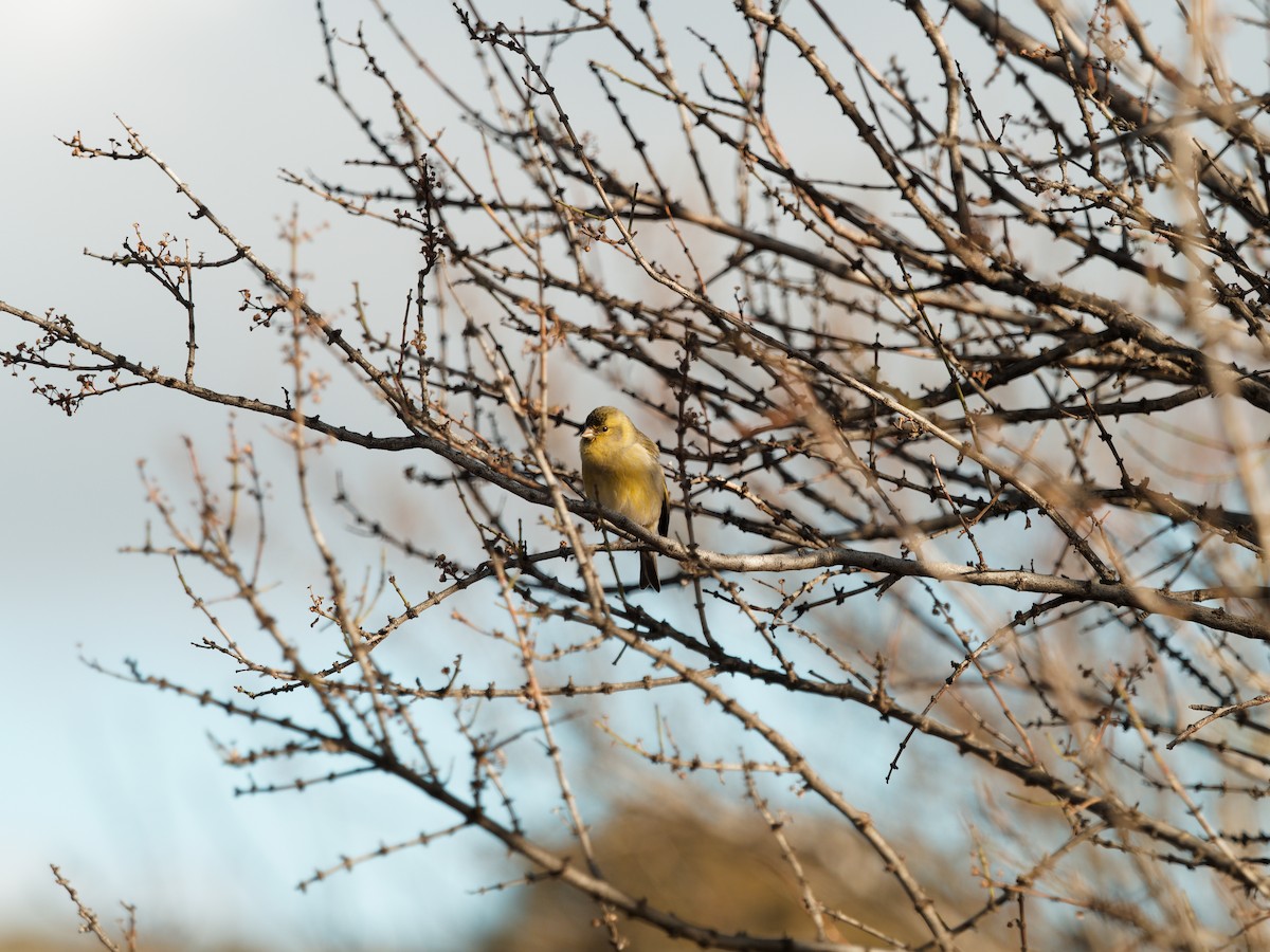 Black-chinned Siskin - ML610675677