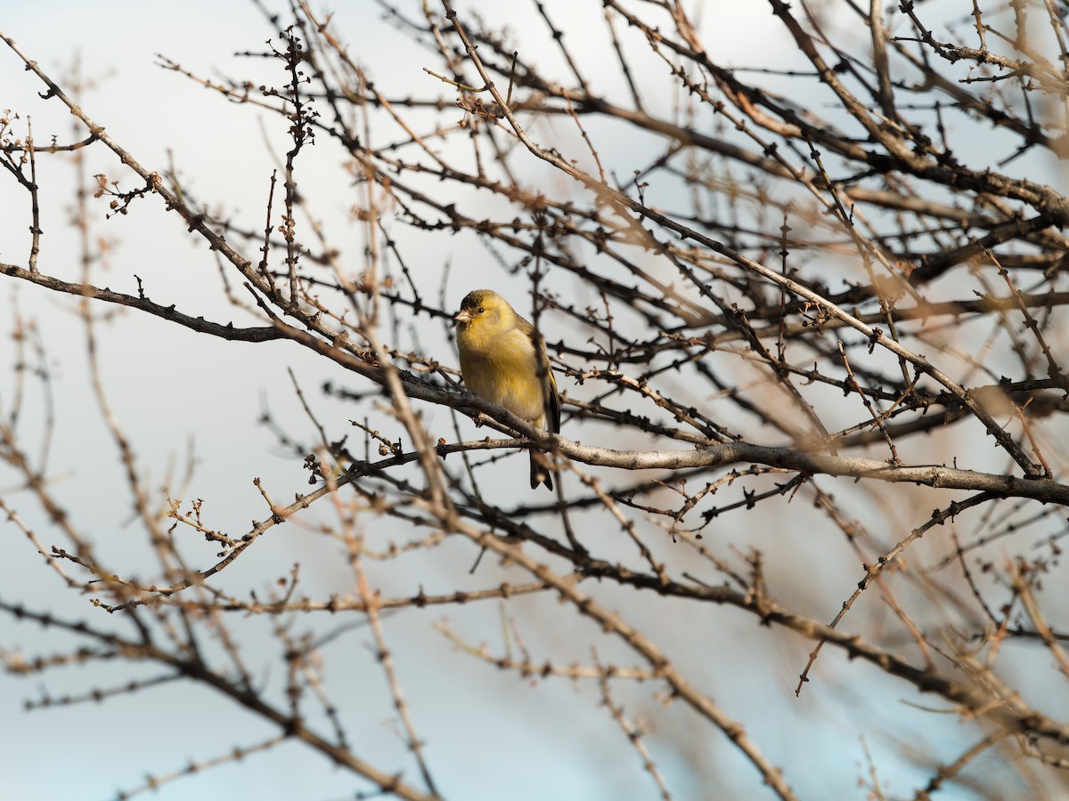 Black-chinned Siskin - ML610675678