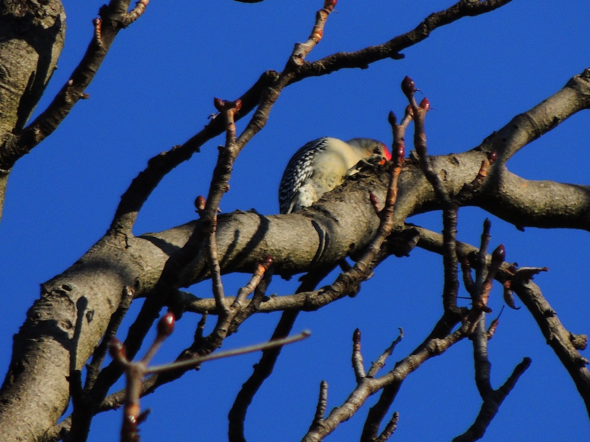 Red-bellied Woodpecker - ML610675686