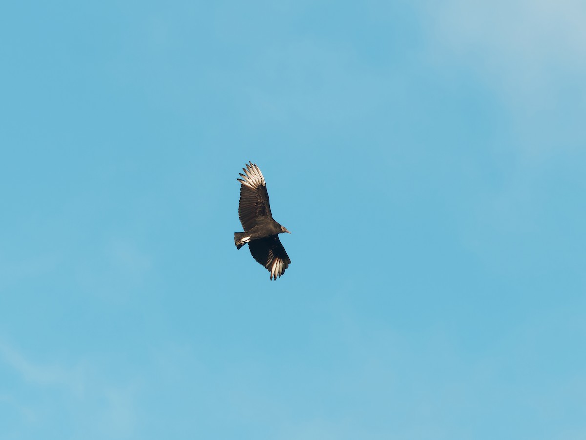 Black Vulture - ML610675691