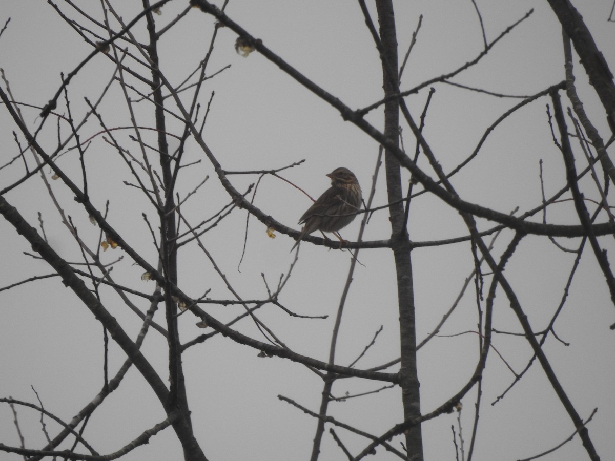 Savannah Sparrow - Bill Stanley