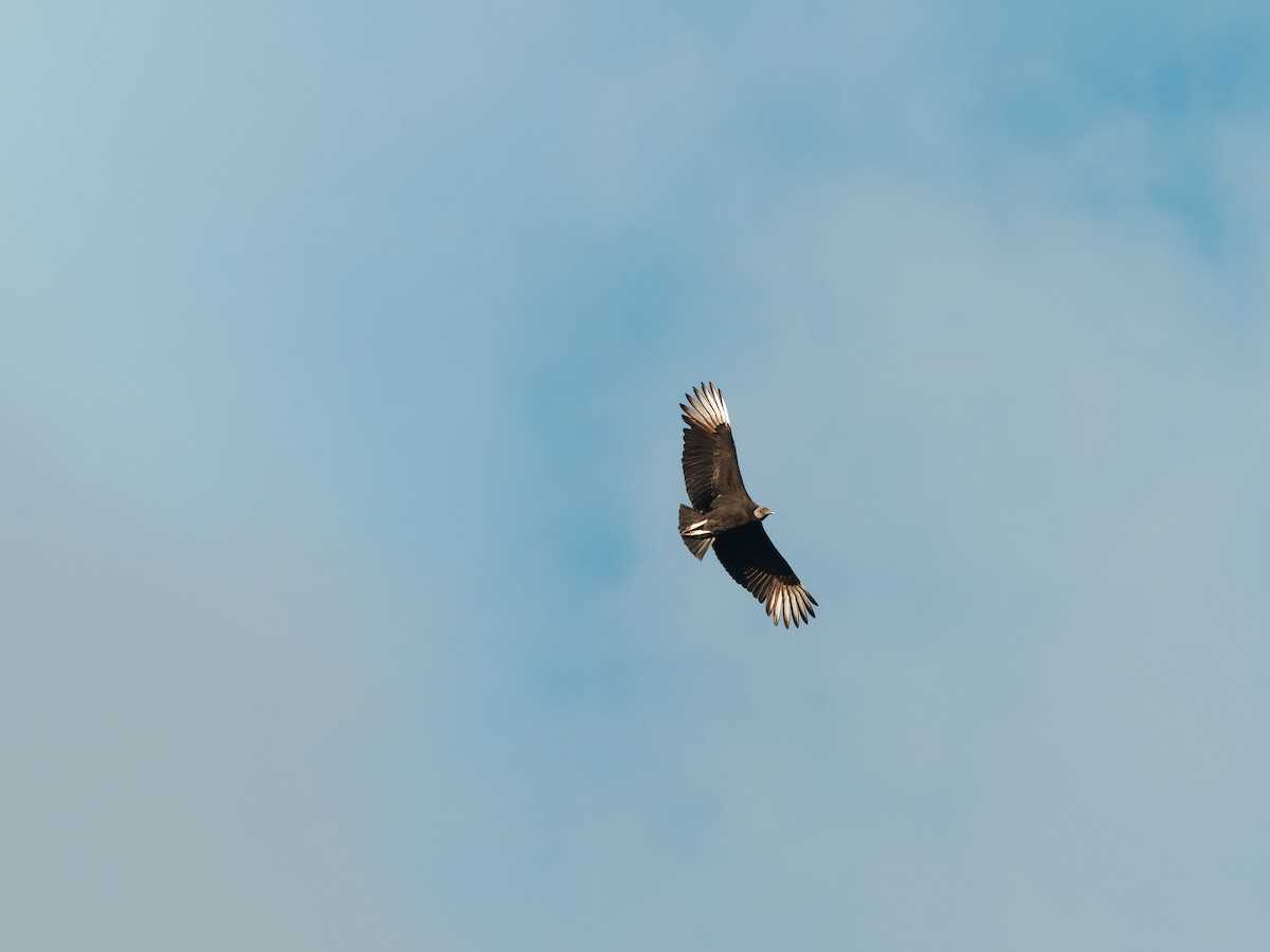 Black Vulture - ML610675695
