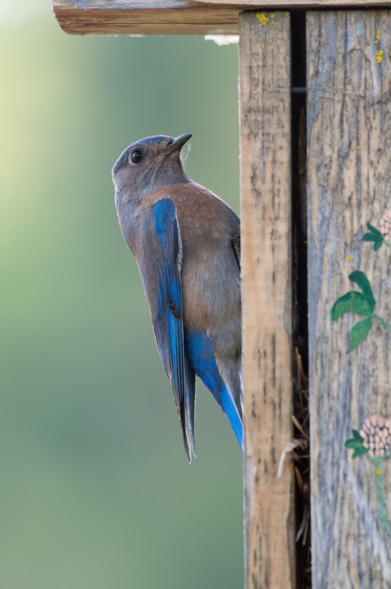 Western Bluebird - ML610675698