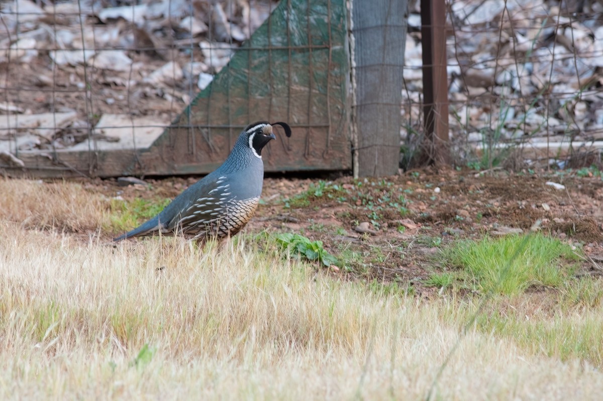 California Quail - ML610675700