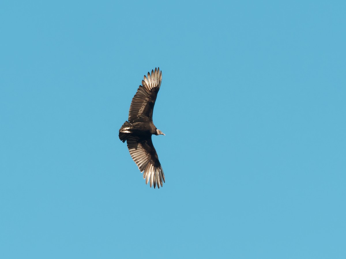 Black Vulture - ML610675702