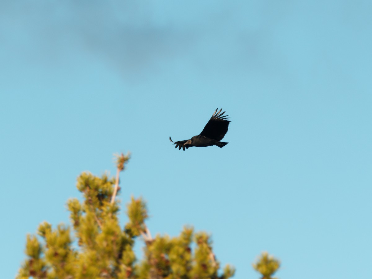 Black Vulture - ML610675703