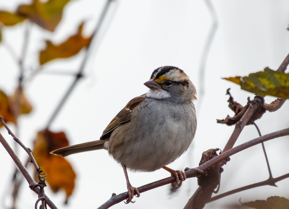 White-throated Sparrow - ML610675714