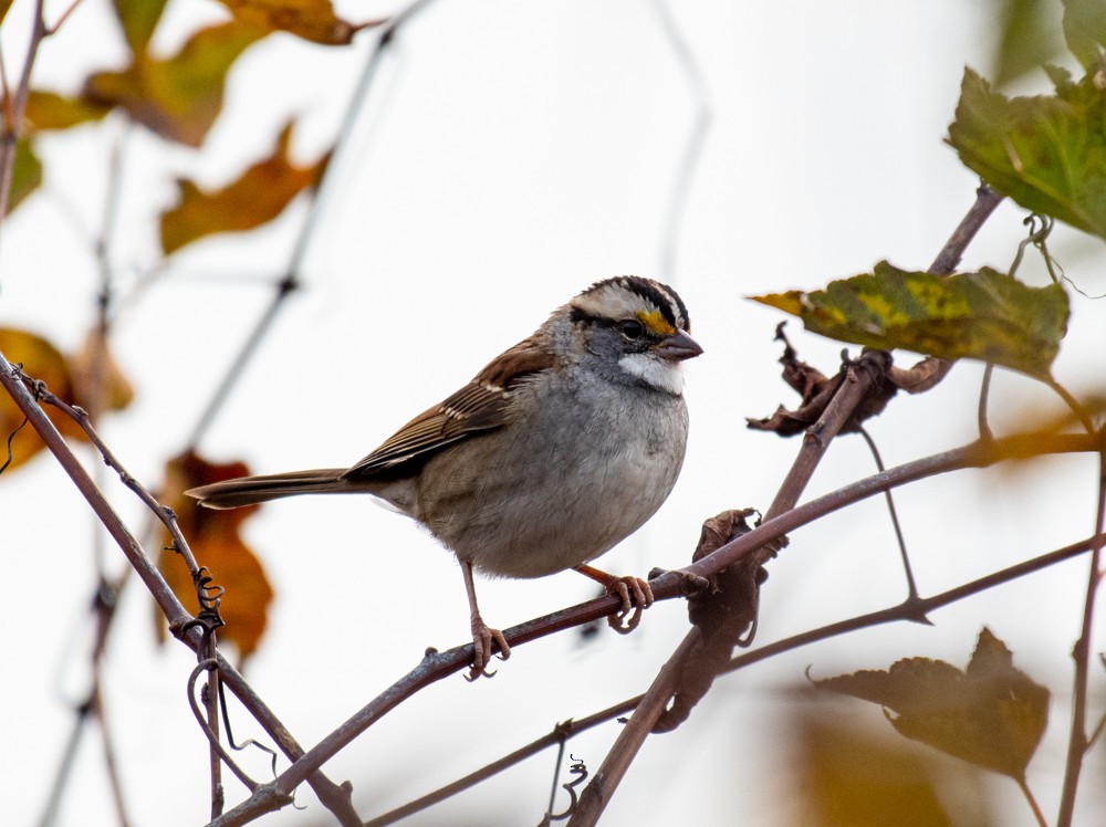 White-throated Sparrow - ML610675715