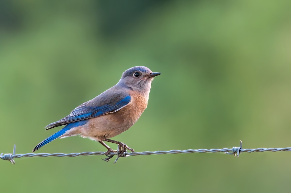 Western Bluebird - ML610675727