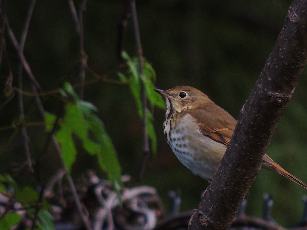 Hermit Thrush - ML610675750