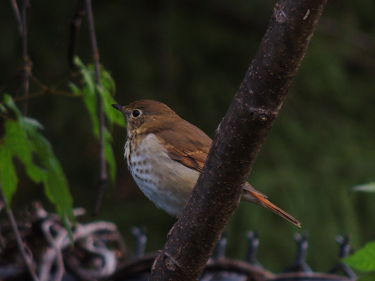 Hermit Thrush - ML610675751