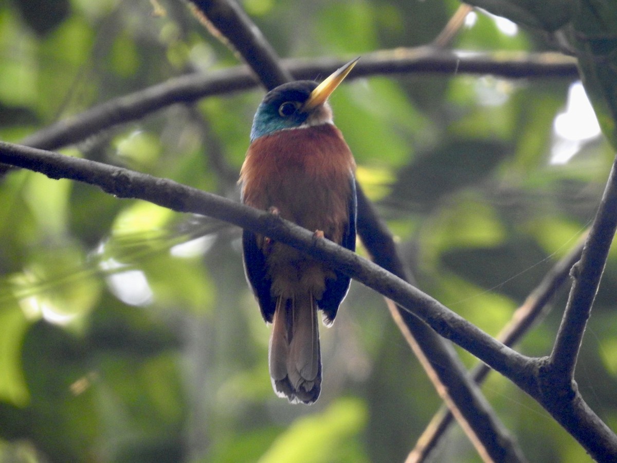 Yellow-billed Jacamar (Yellow-billed) - ML610675772