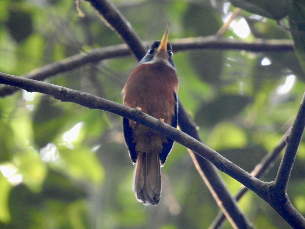 Yellow-billed Jacamar (Yellow-billed) - ML610675773