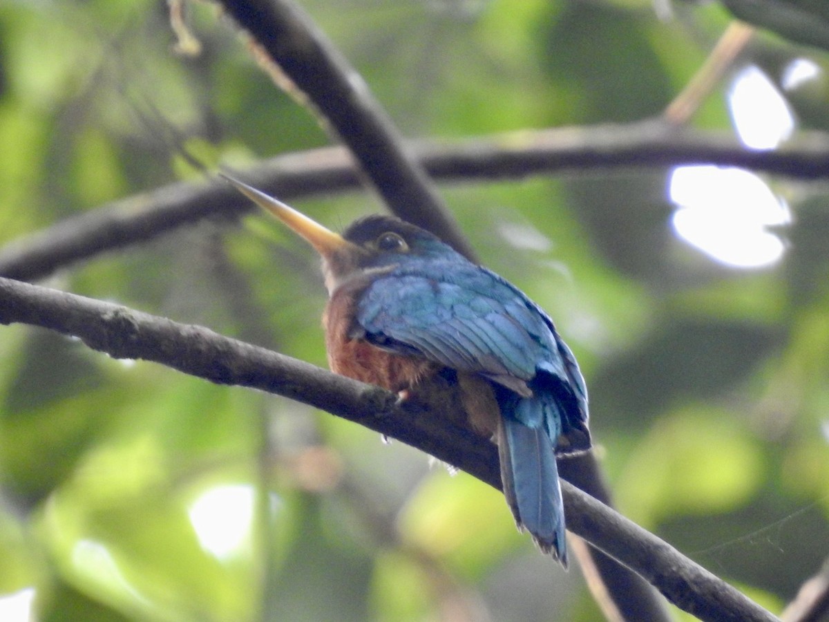 Jacamar à bec jaune (albirostris) - ML610675774