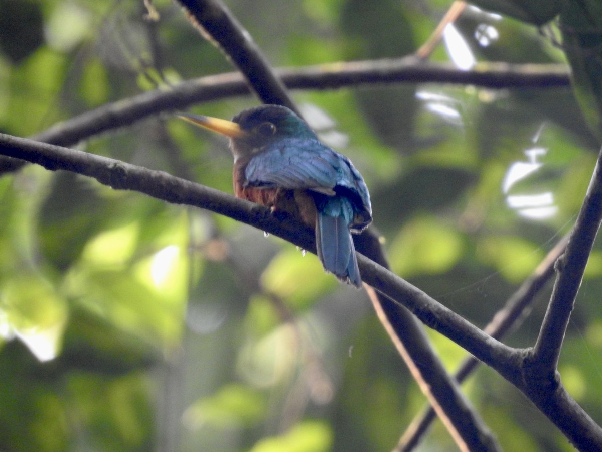 Yellow-billed Jacamar (Yellow-billed) - Nick Odio