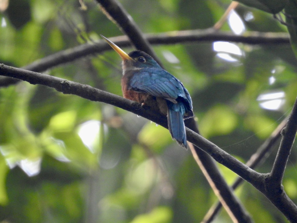 Jacamar à bec jaune (albirostris) - ML610675776