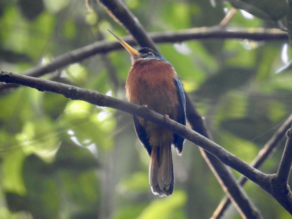 Yellow-billed Jacamar (Yellow-billed) - ML610675777