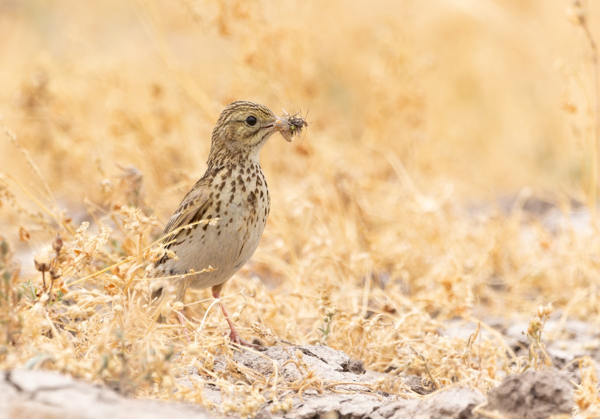 Correndera Pipit - ML610675799