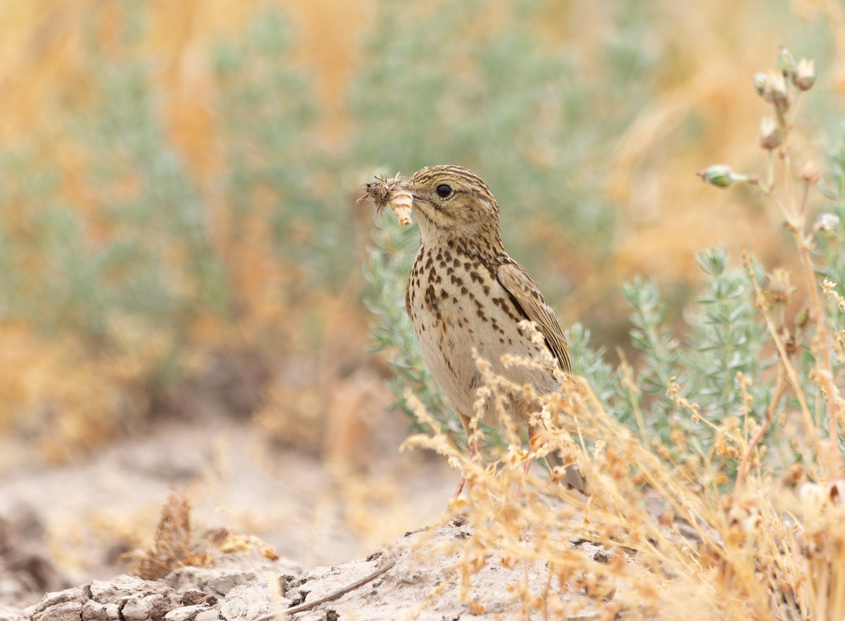 Correndera Pipit - ML610675800