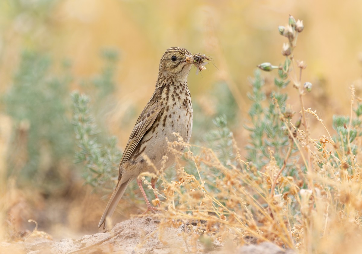 Correndera Pipit - ML610675801