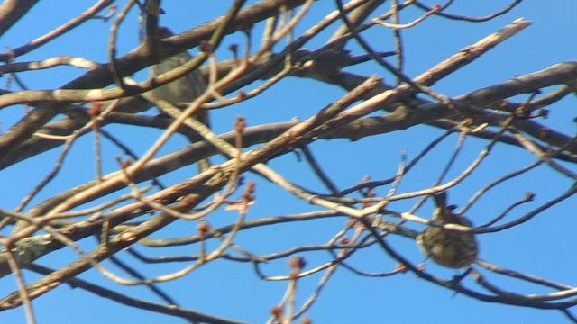 Pine Siskin - ML610675944