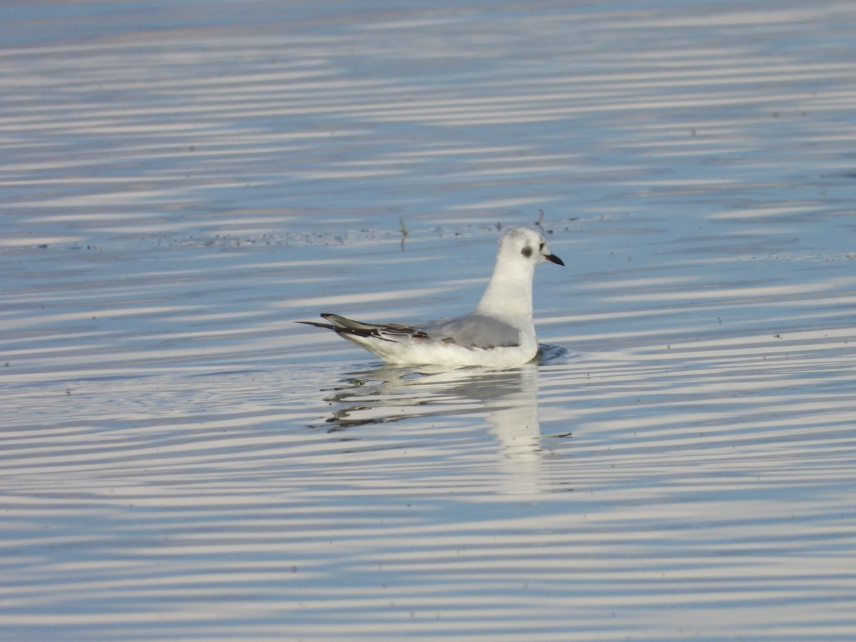 Bonaparte's Gull - ML610675949