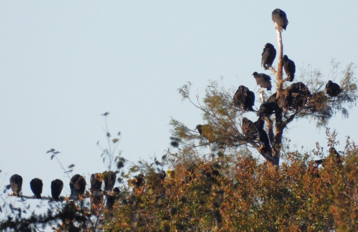 Black Vulture - ML610676022