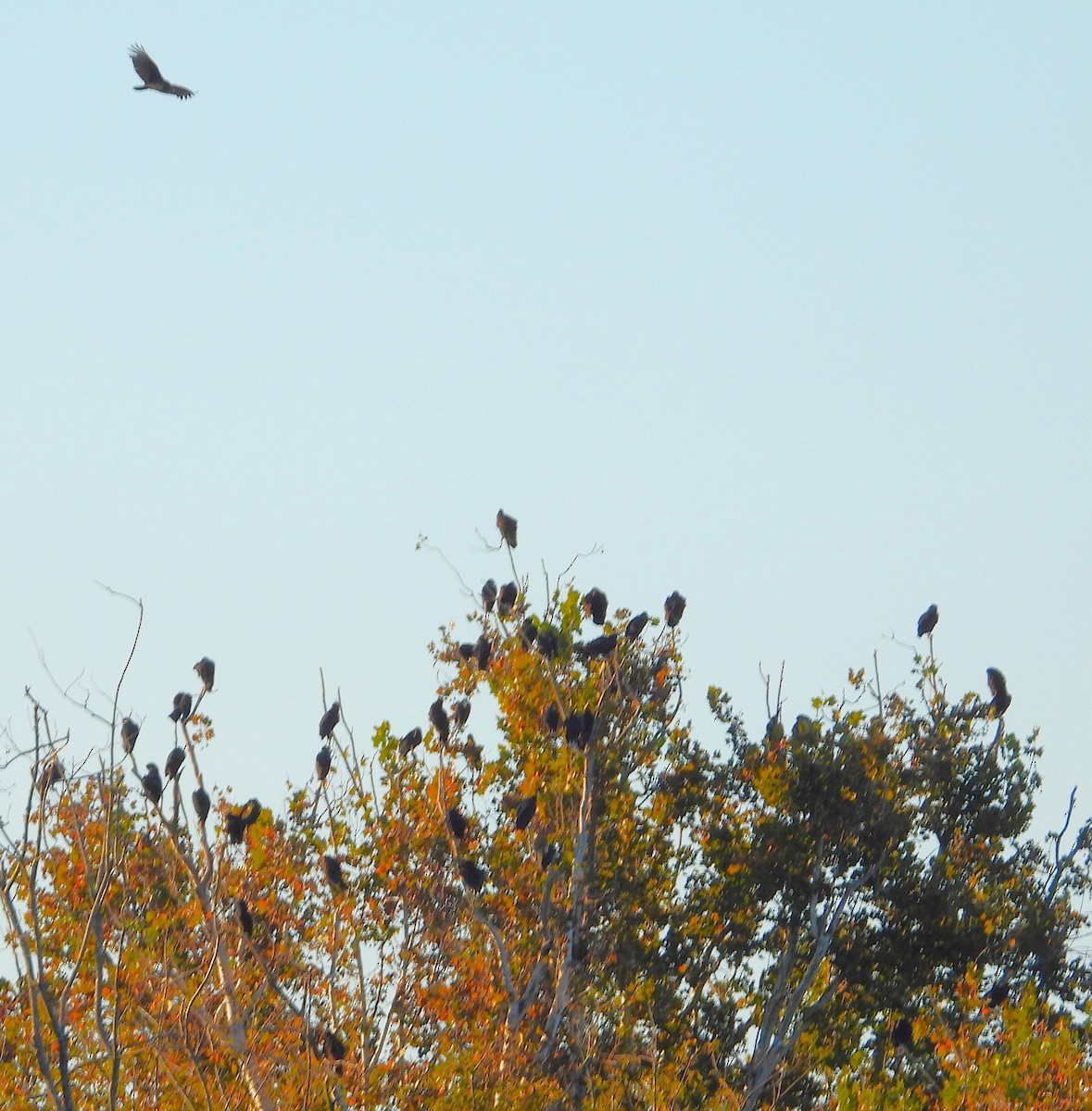 Black Vulture - Eric Haskell