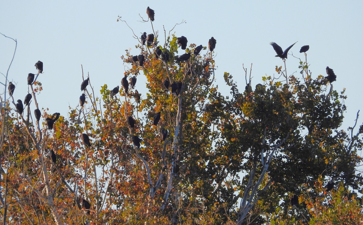 Black Vulture - Eric Haskell