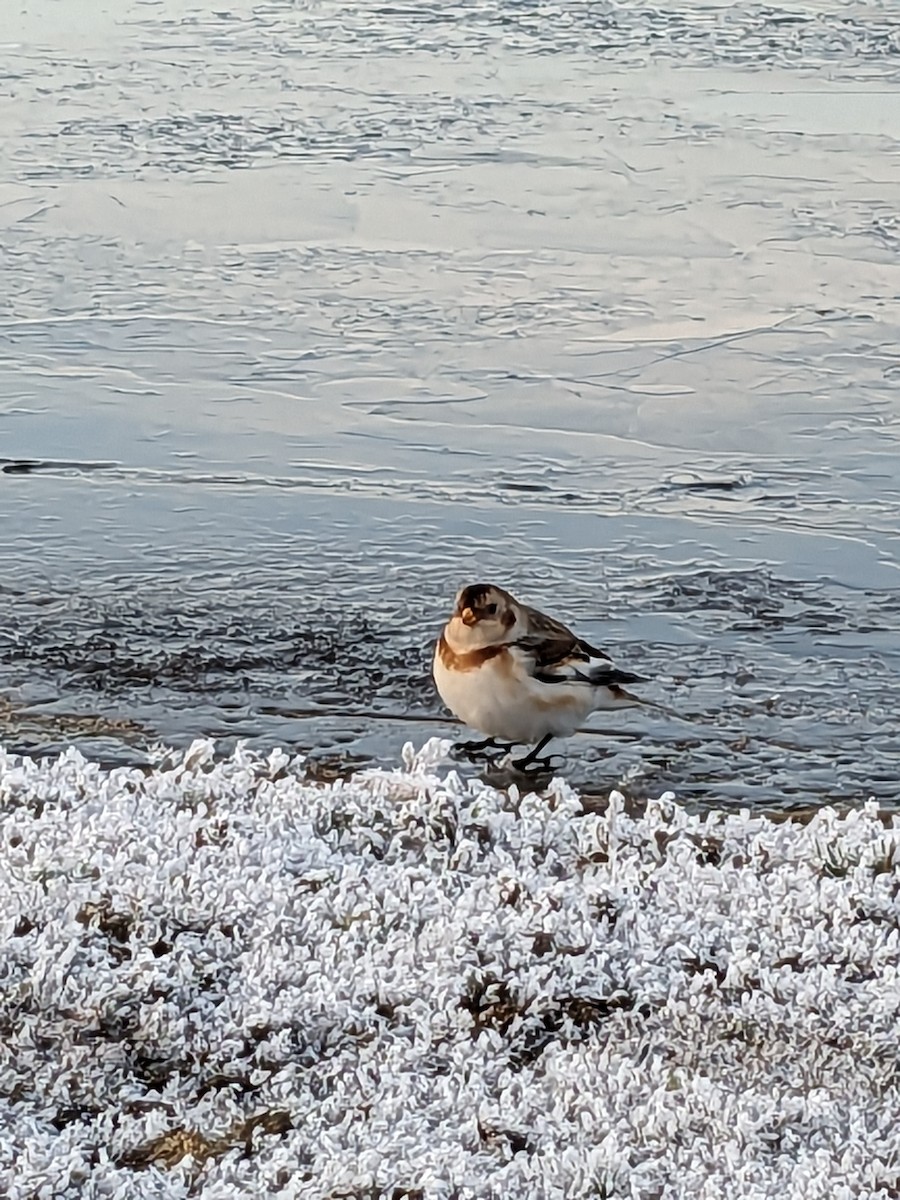 Snow Bunting - ML610676032