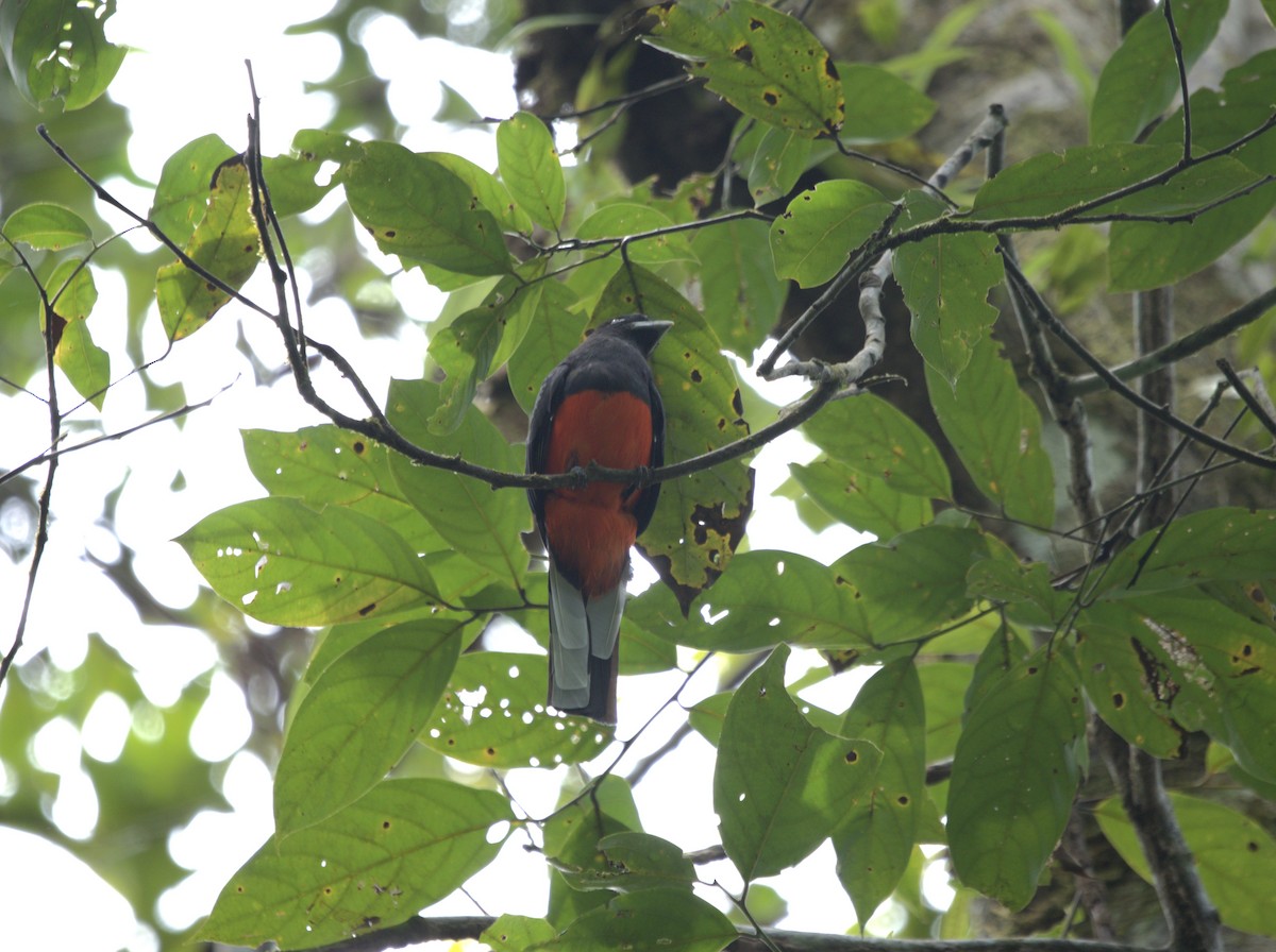 Baird's Trogon - ML610676036